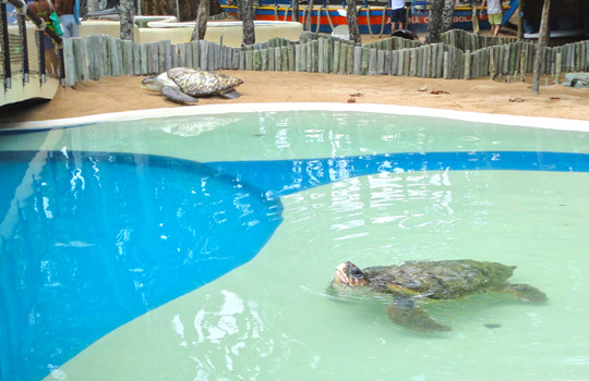 Projeto Tamar - Madalena Apart